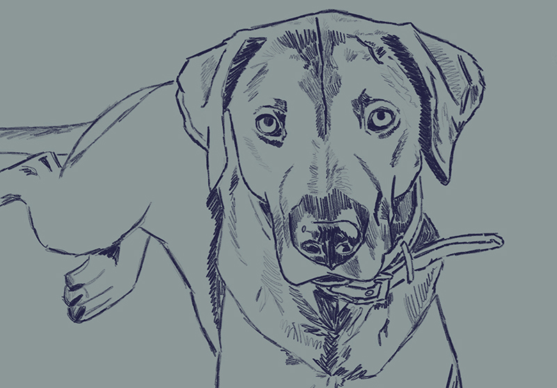 Illustration of my dog, Oliver